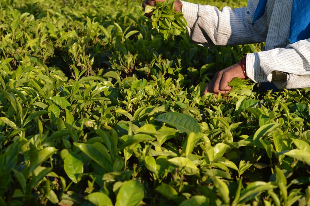 Black Tea Beginnings. Part 2: Five Steps Your Tea Takes