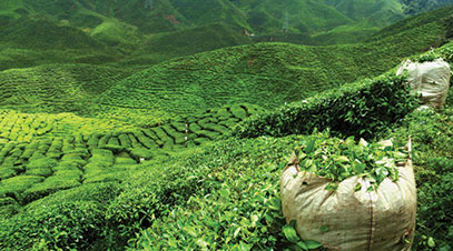 Exeptional tea leaves